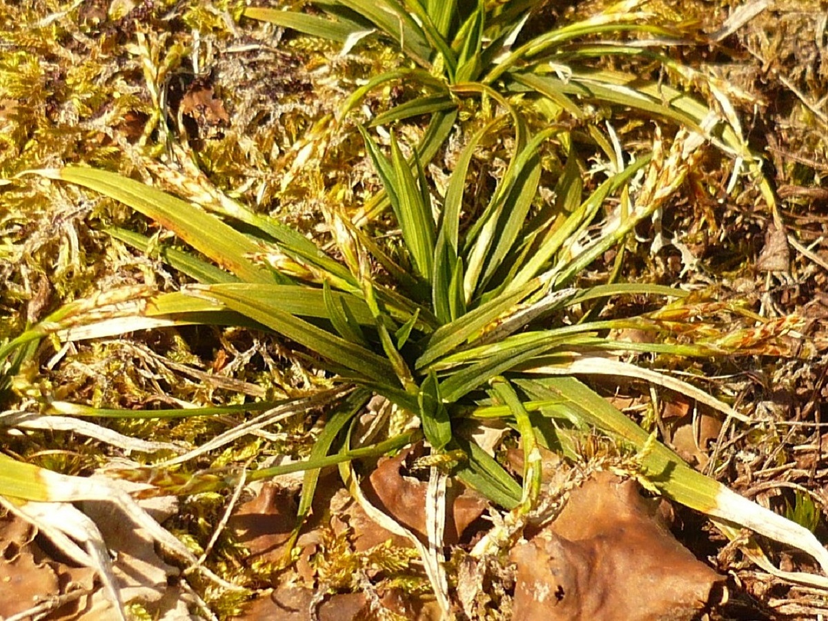 Carex ornithopoda subsp. ornithopodioides (Cyperaceae)